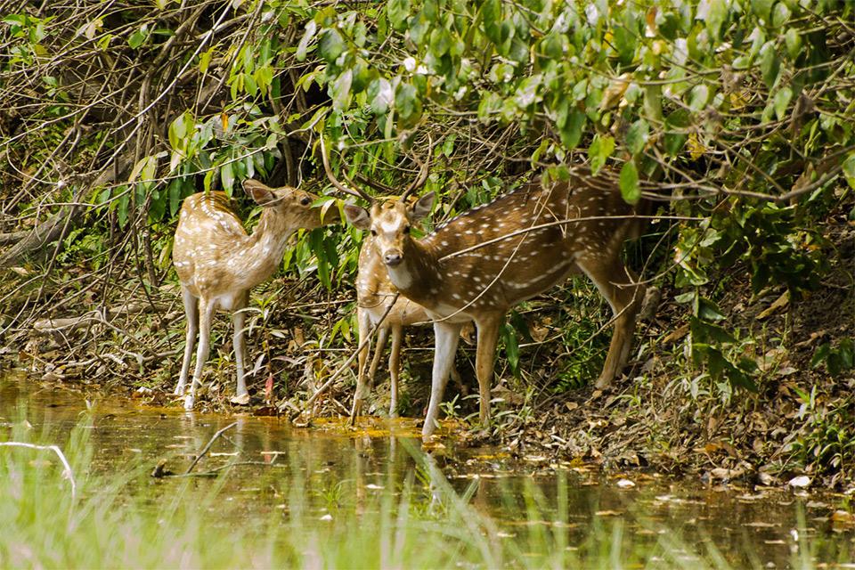 Bardia National Park Wildlife Safari Tour
