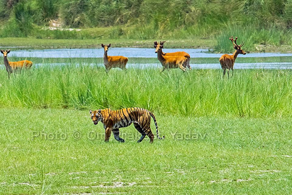 Bardia National Park & Kathmandu Luxury Tour Package - 6 days