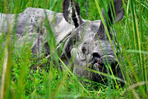 Bardia National Park and Shuklaphanta Wildlife Reserve Tour
